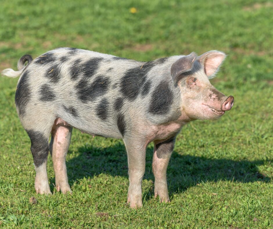 dwerg prairievarken