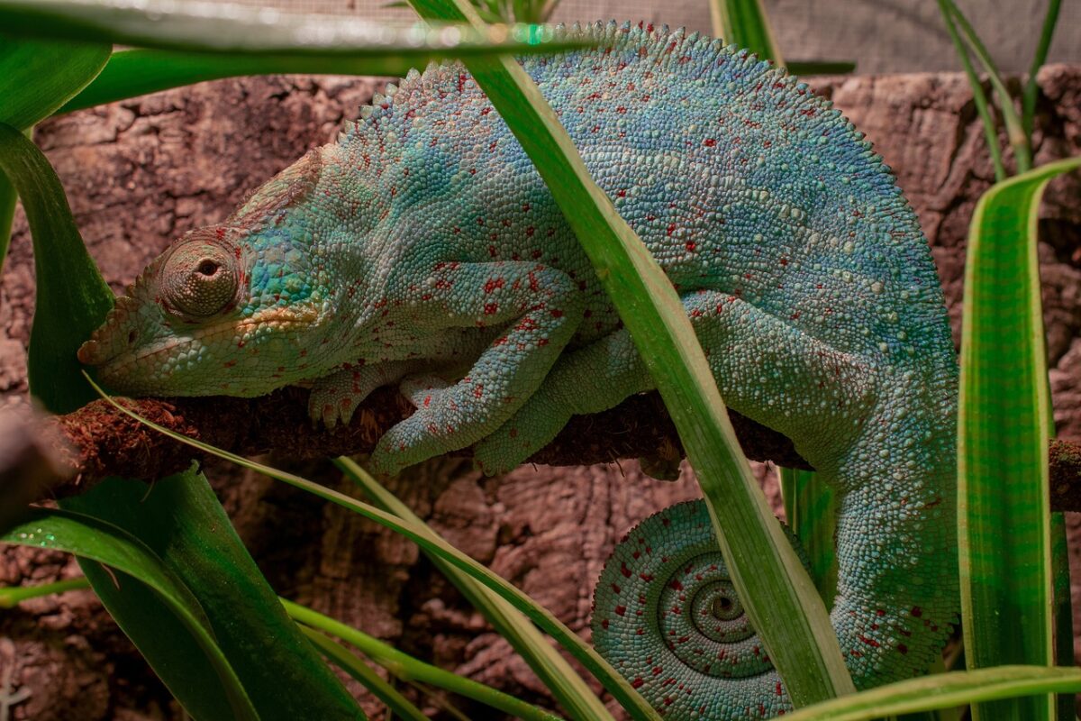 kameleon in terrarium