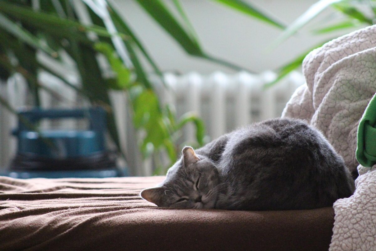 kat in een bank