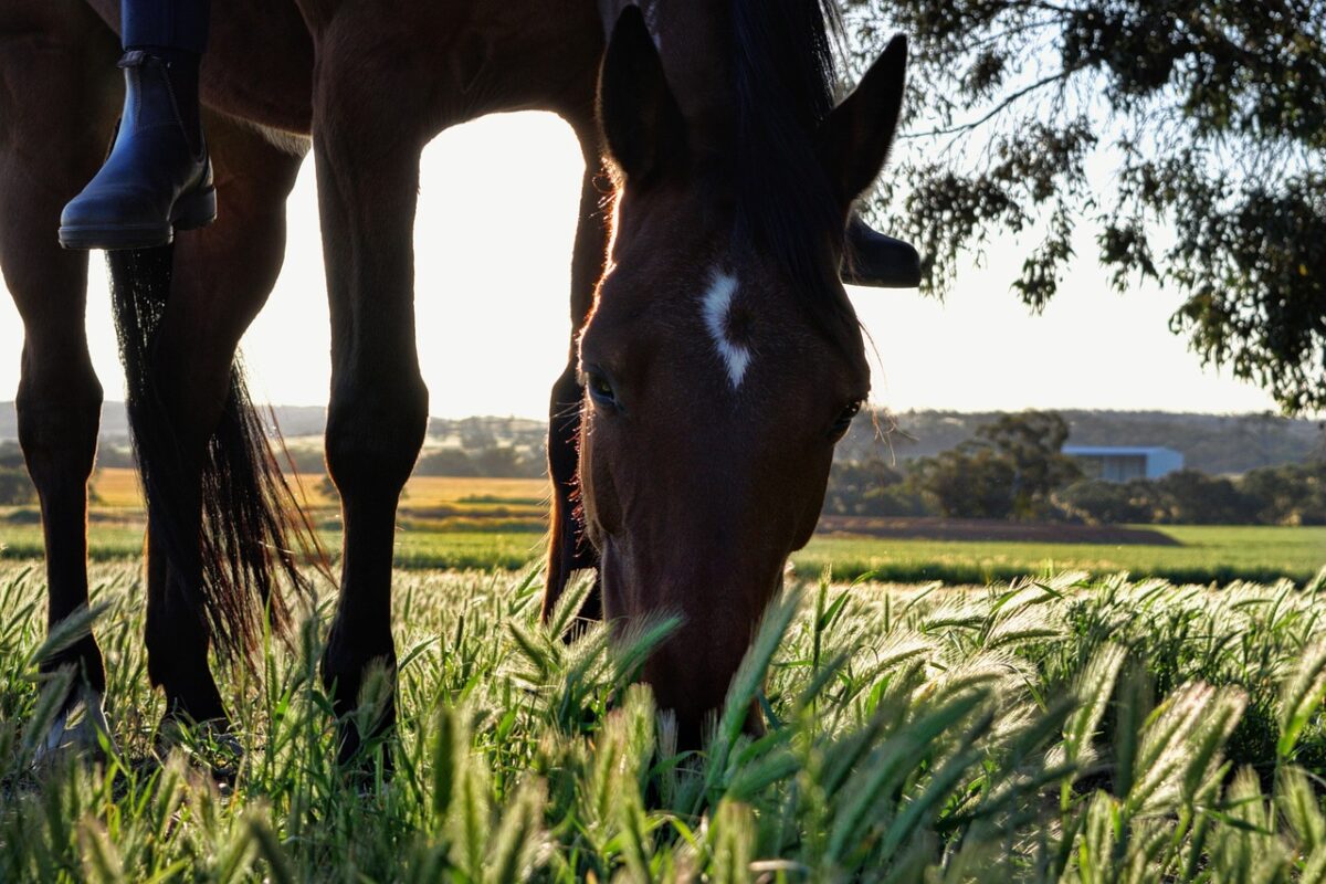 cheval dans pature