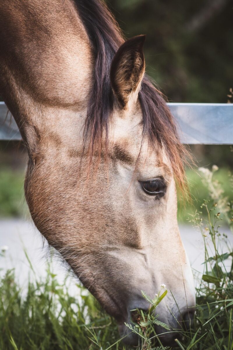 cheval qui mange de l herbe