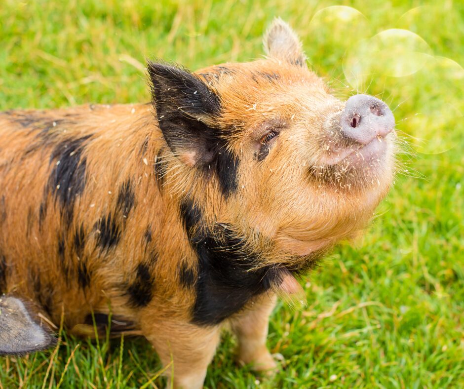 cochon nain