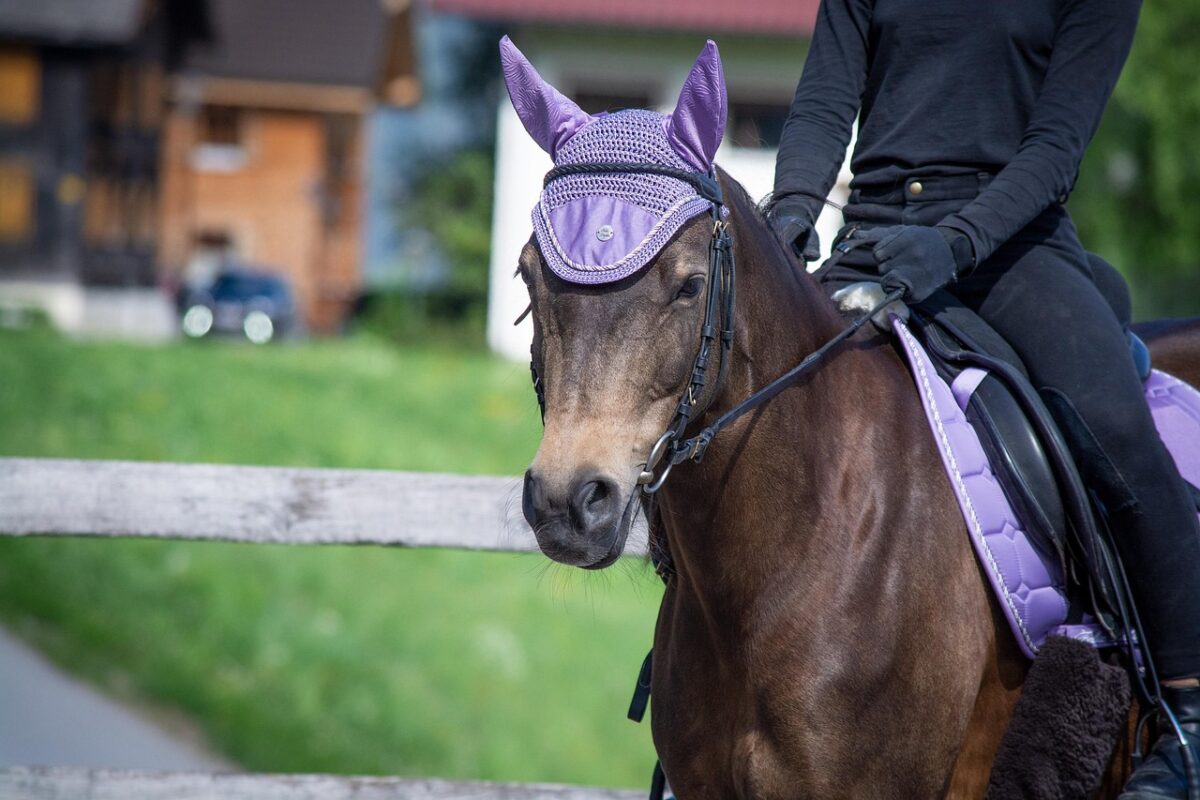 paard met paarse oorwarmers