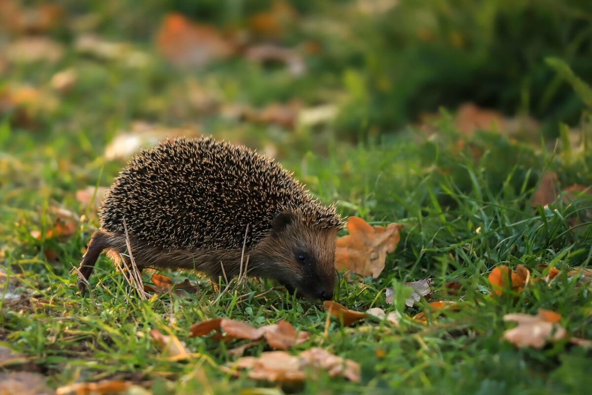 herisson in een tuin