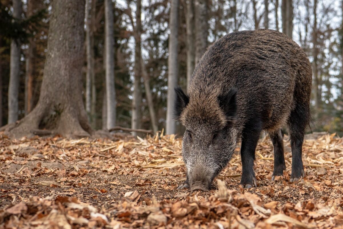 marcassin in het bos