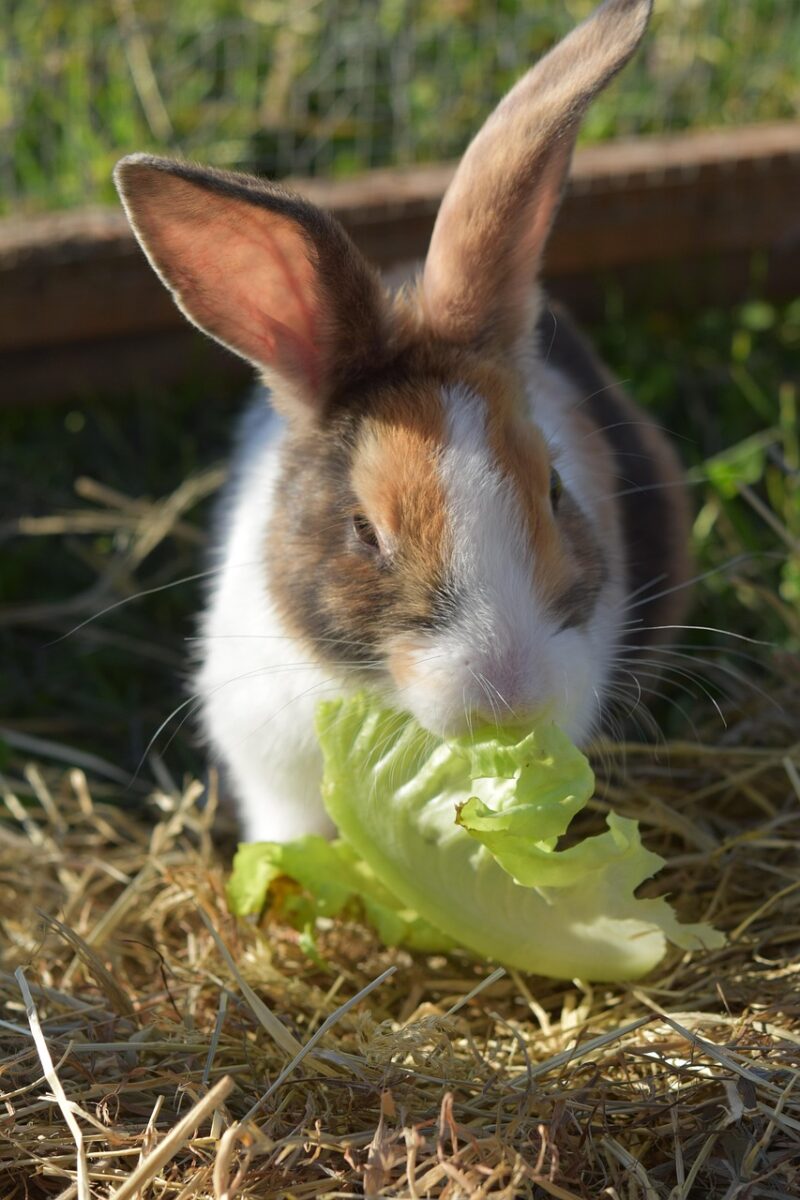 pain qui mange de la salade