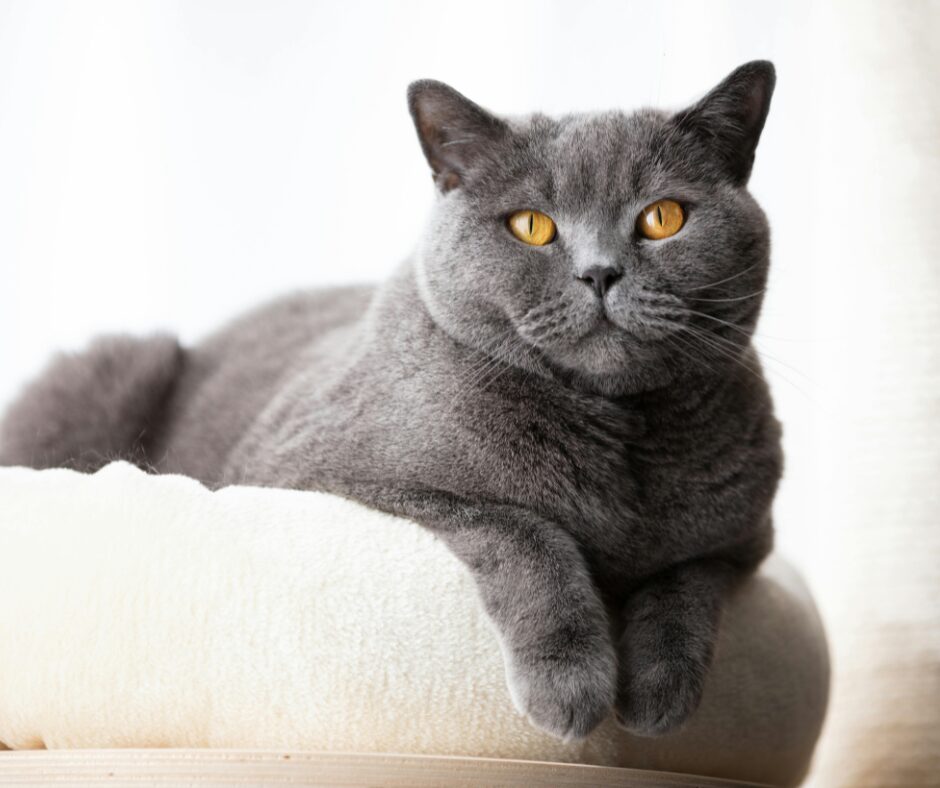 brtitish chat famille