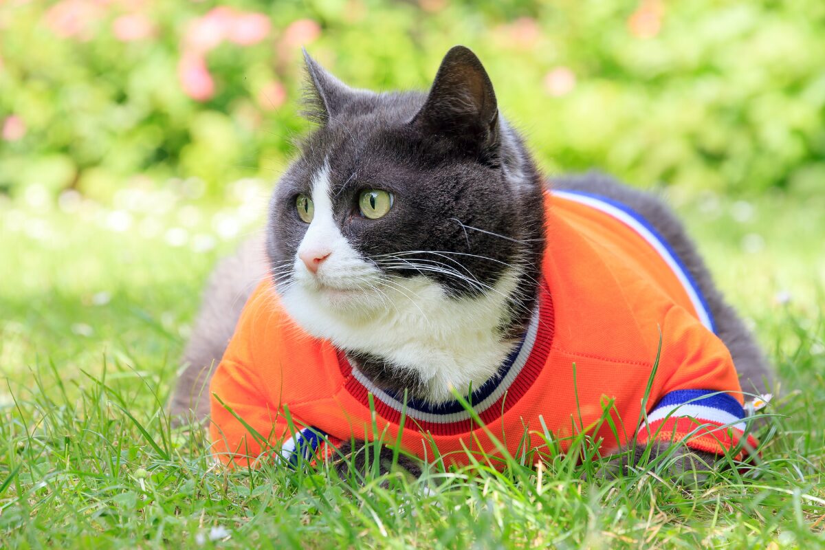 chat tshirt orange