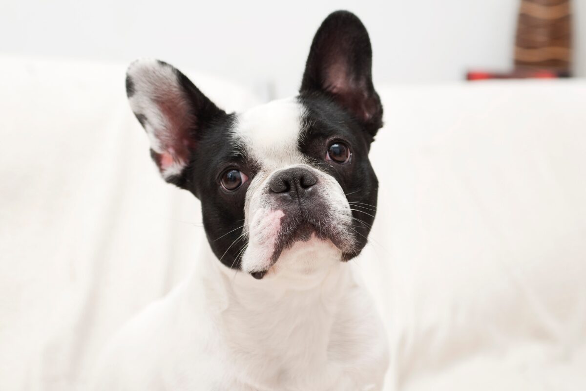 bouledogue francais