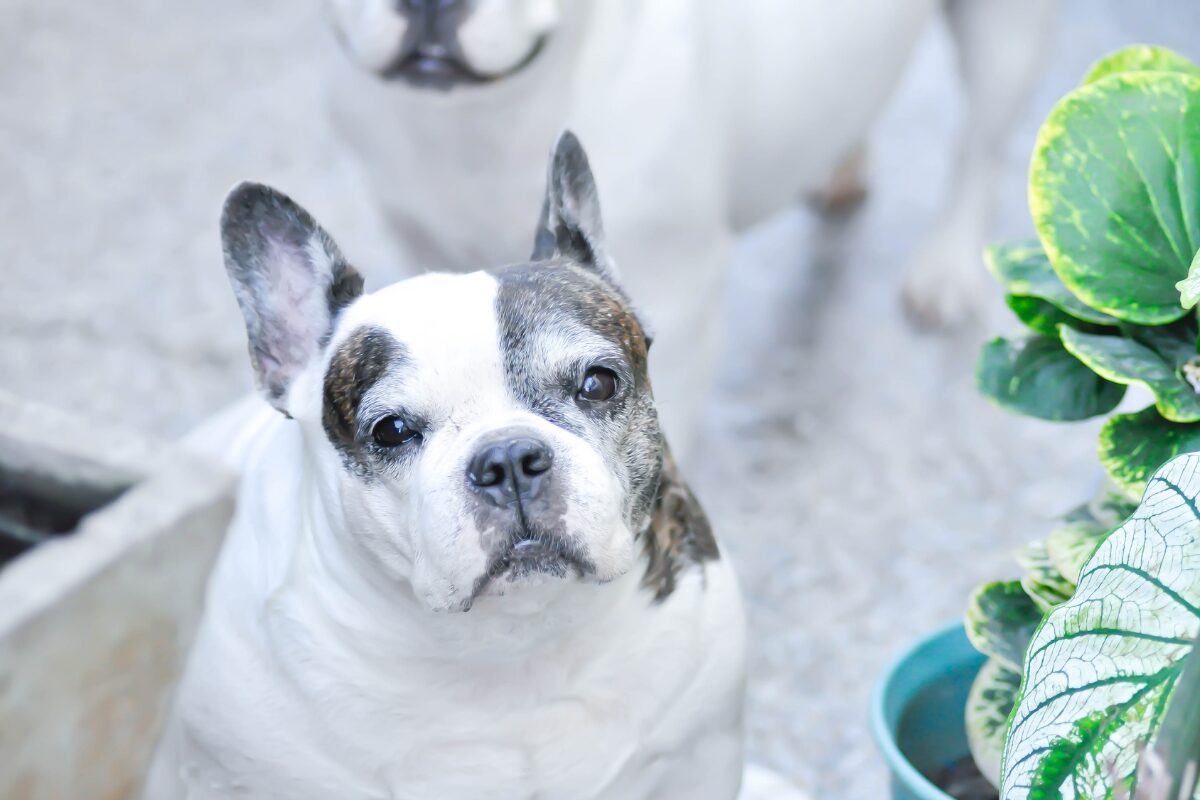 bouledogue vieux