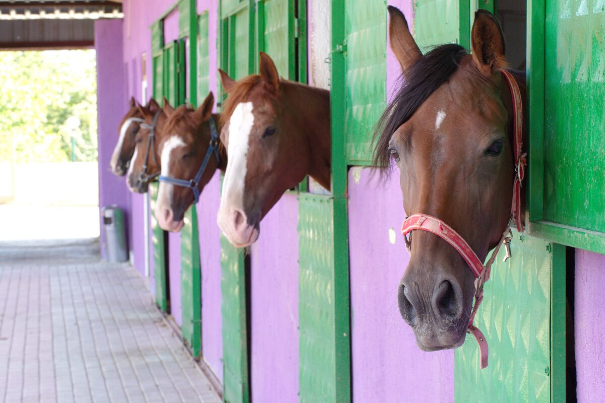 boxs chevaux