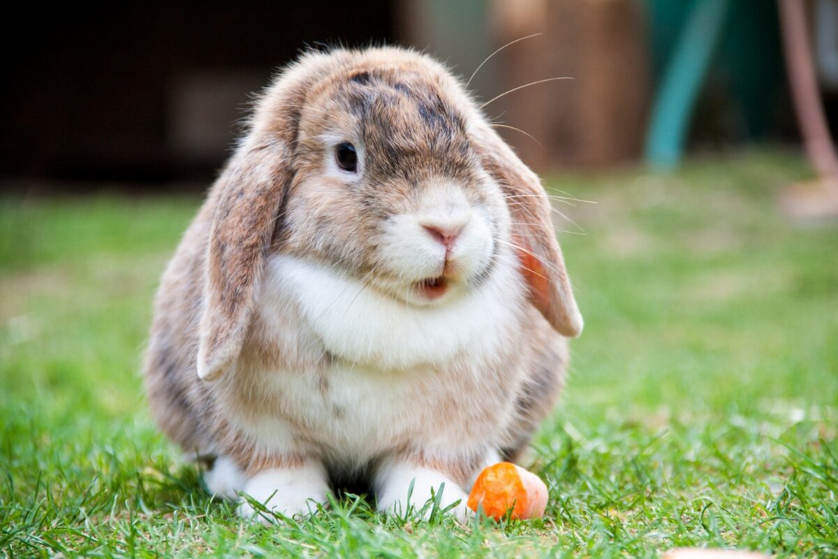 carotte pour lapin