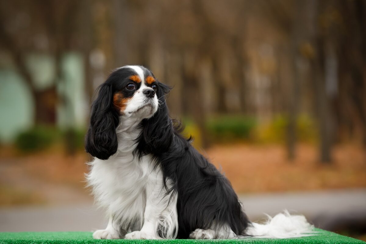 cavalier king charles sur tapis vert
