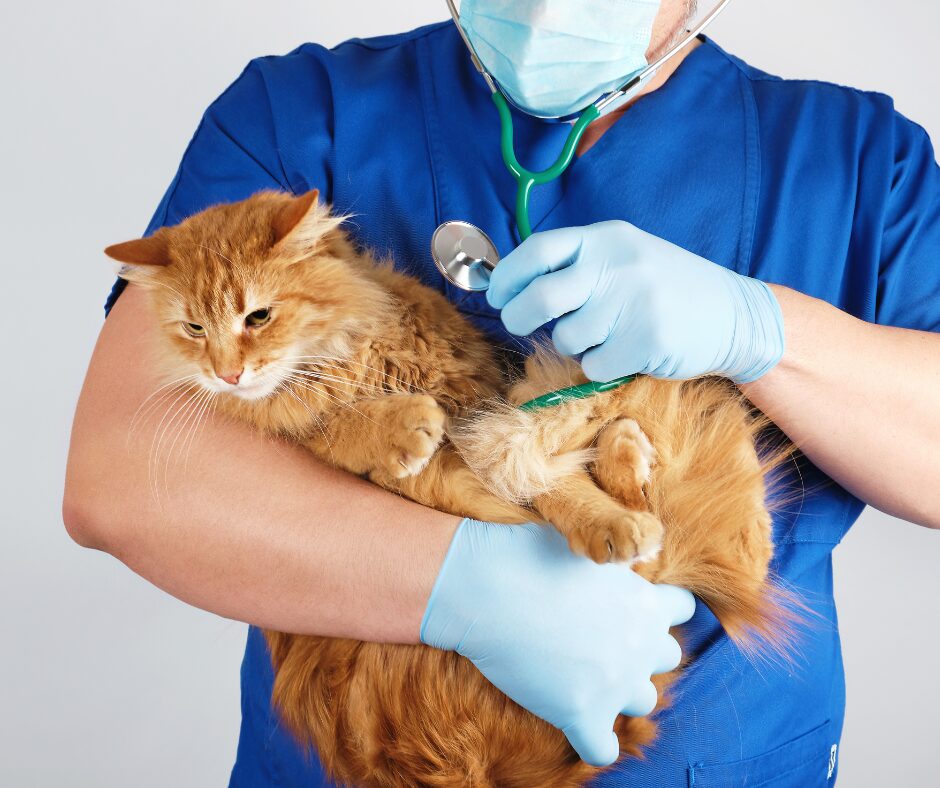 chats dans les bras d un veterinaire