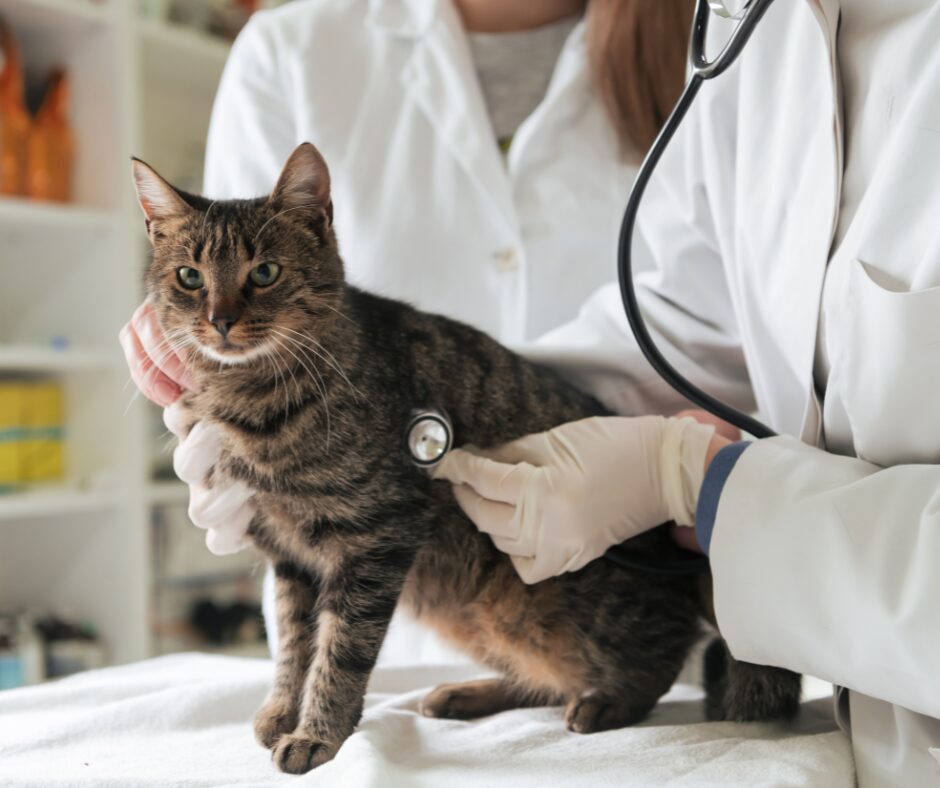 chat chez veterinaire