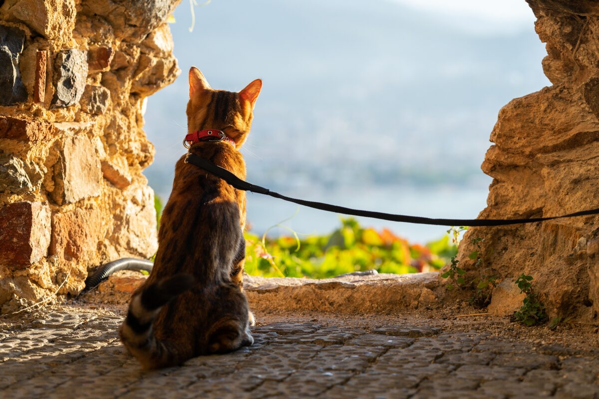 chat en laisse