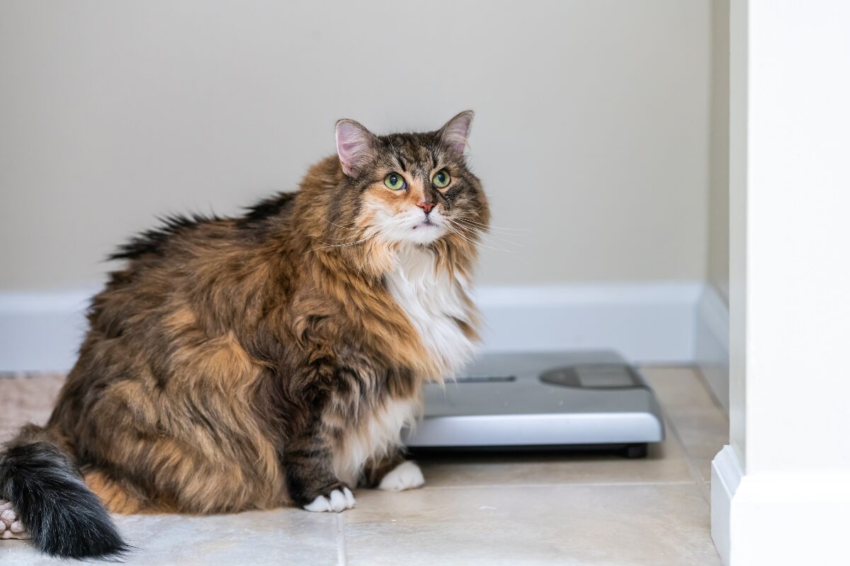 chat en surpoids