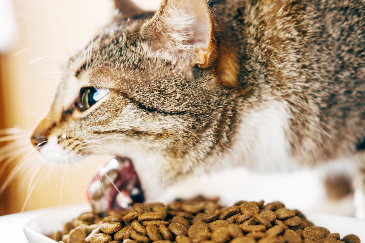 chat en train de vomir