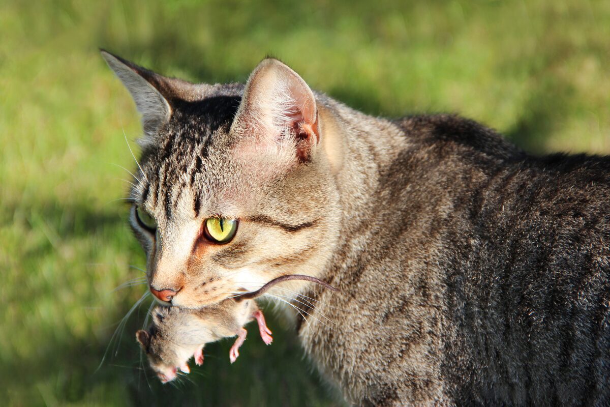 chat et souris en bouche