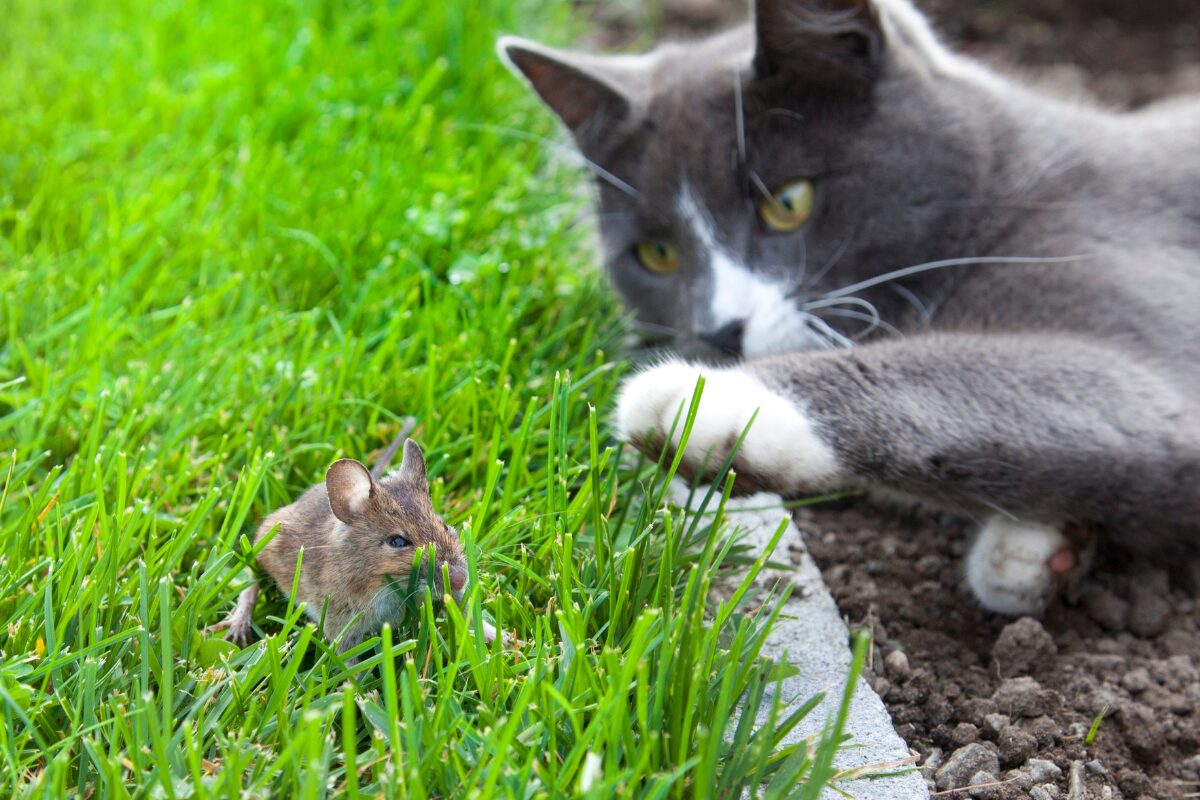 chat et souris