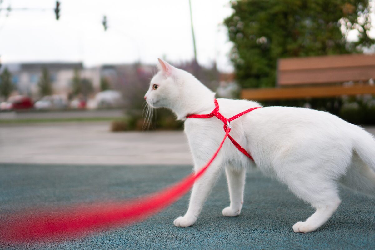 kattenlood