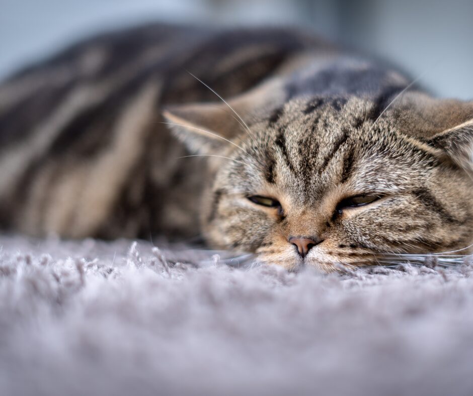 chat malade