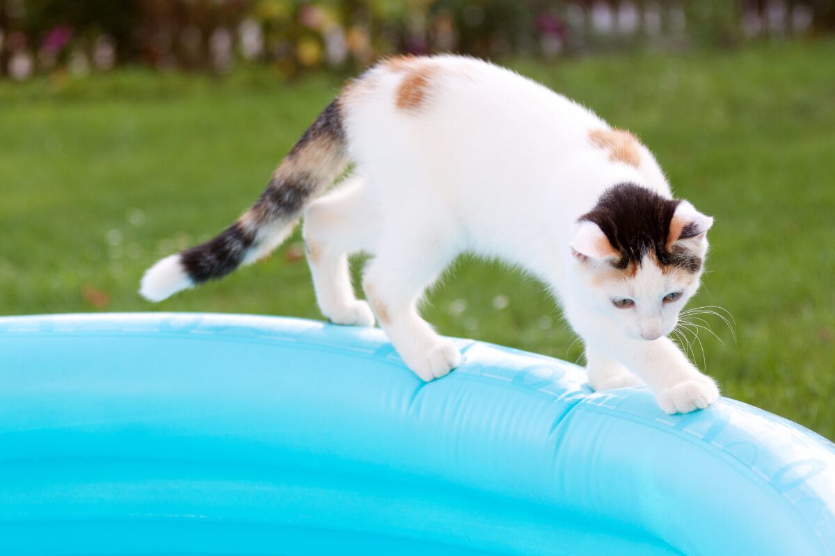chat sur piscine