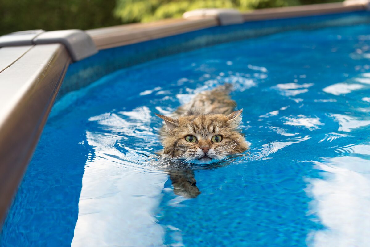 zwemmende kat