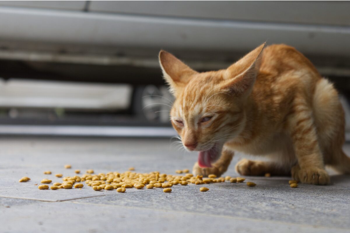 chat vomit