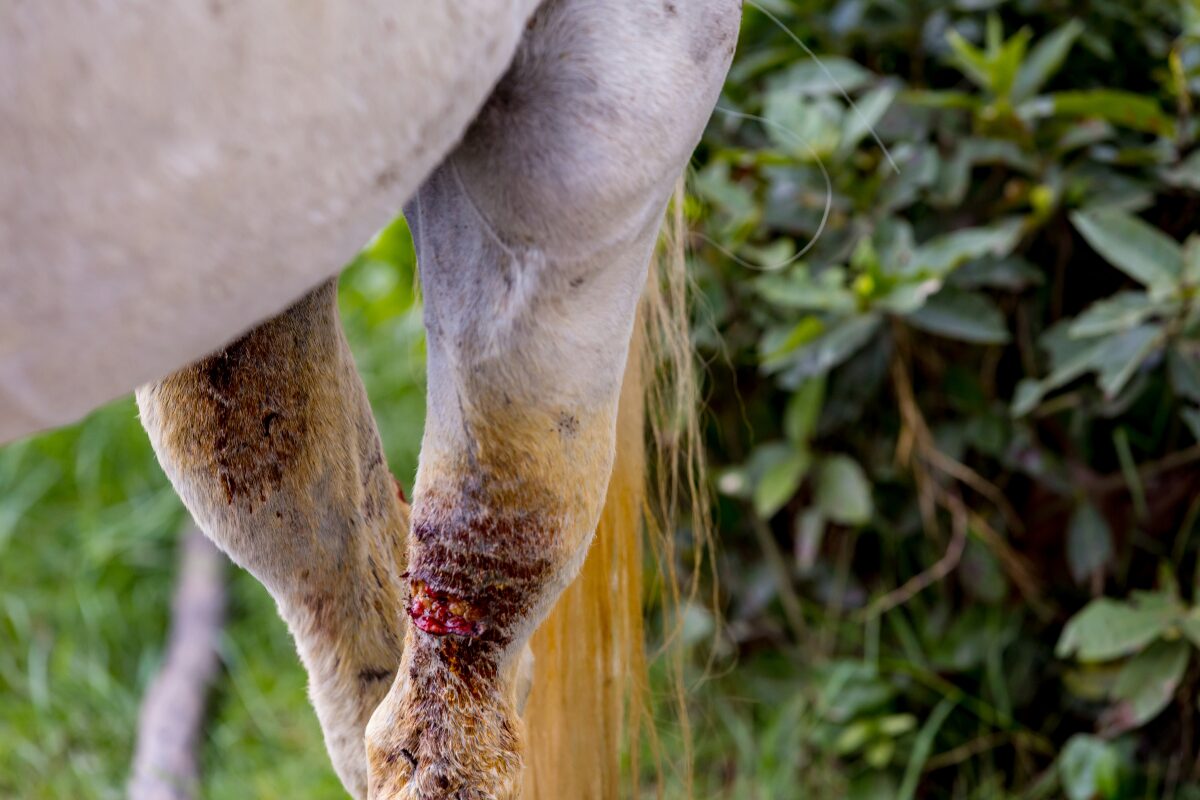 paard met gewond been