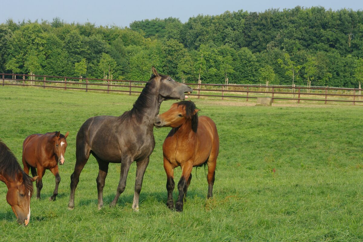 paard in wei
