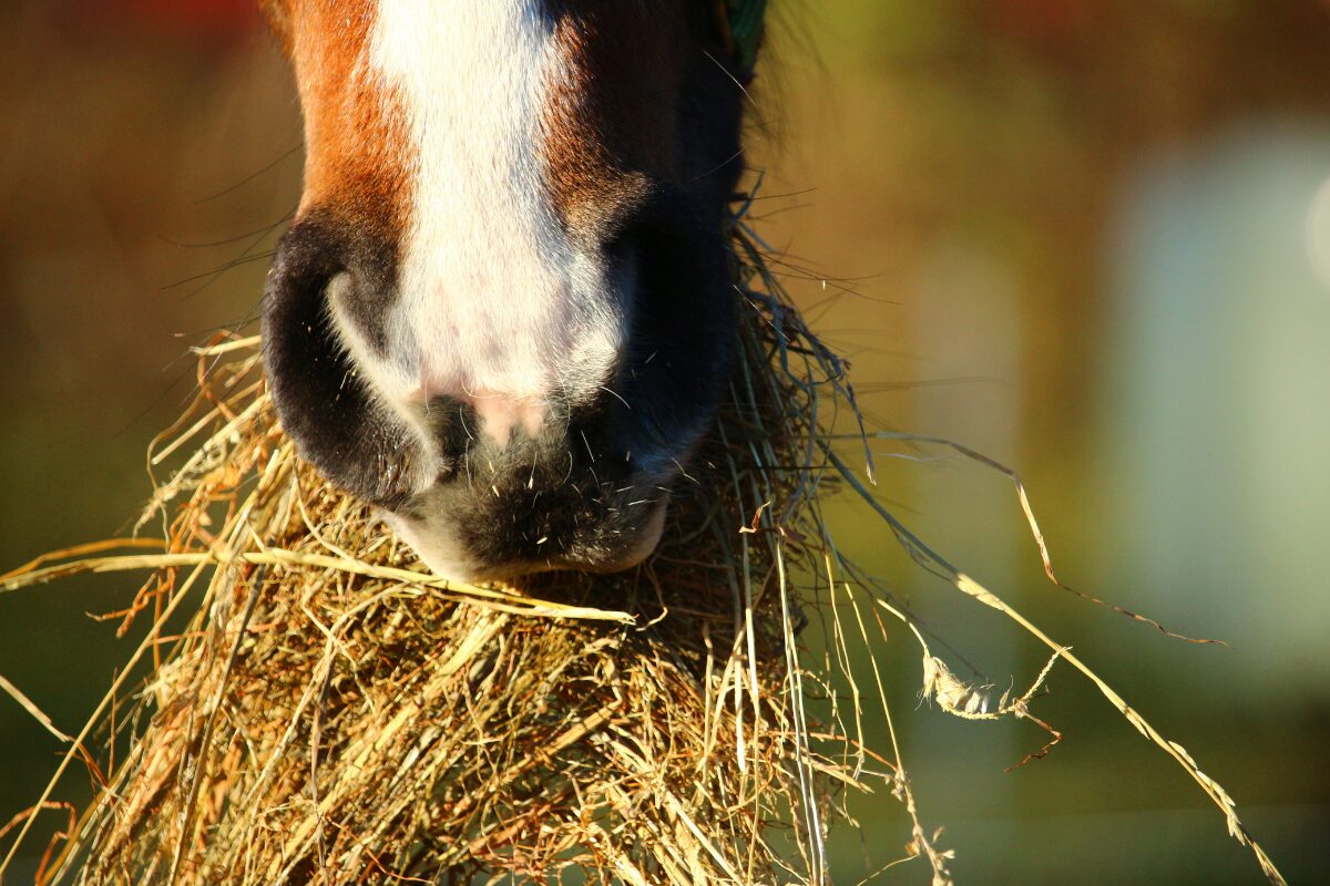 cheval qui mange du foin