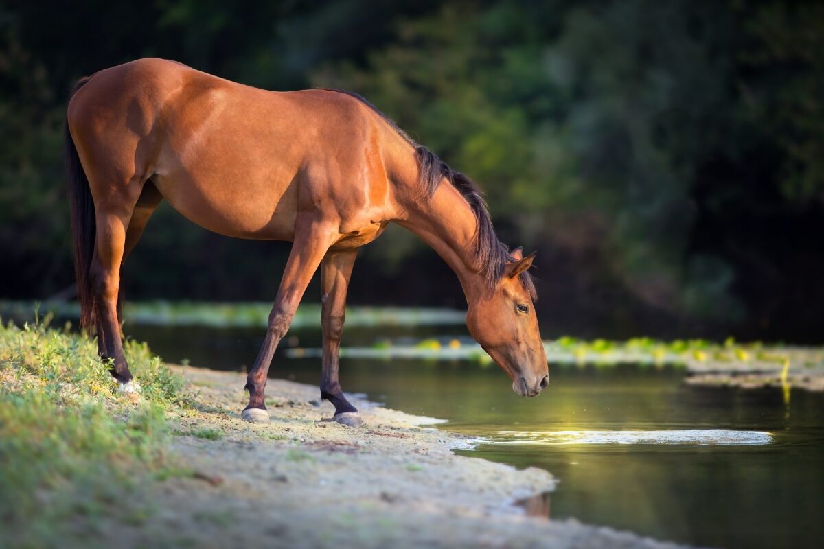 cheval qui boit de l eau