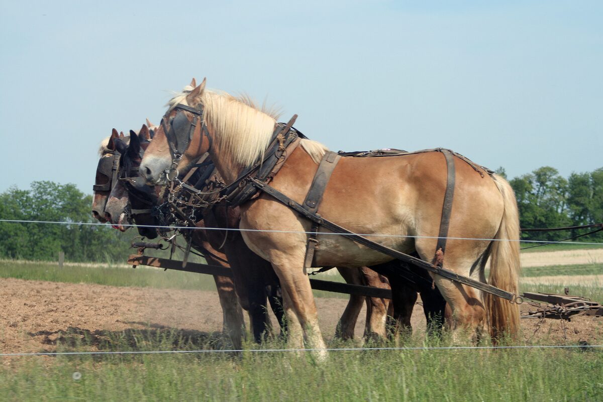 werkpaarden.