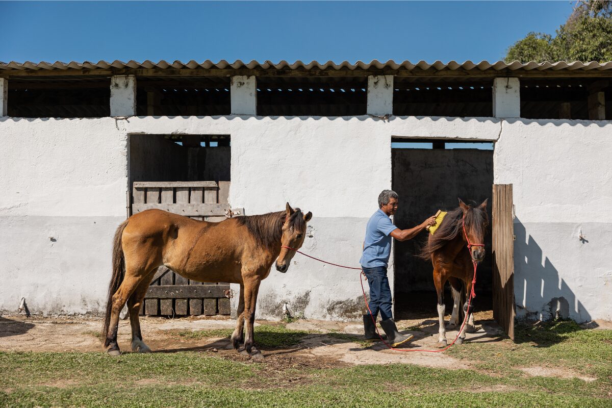 verzamelde paarden