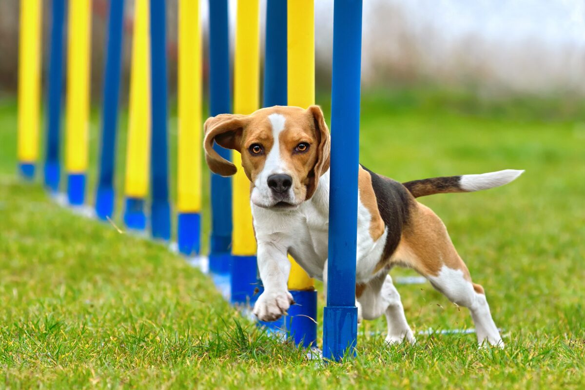 chien agile