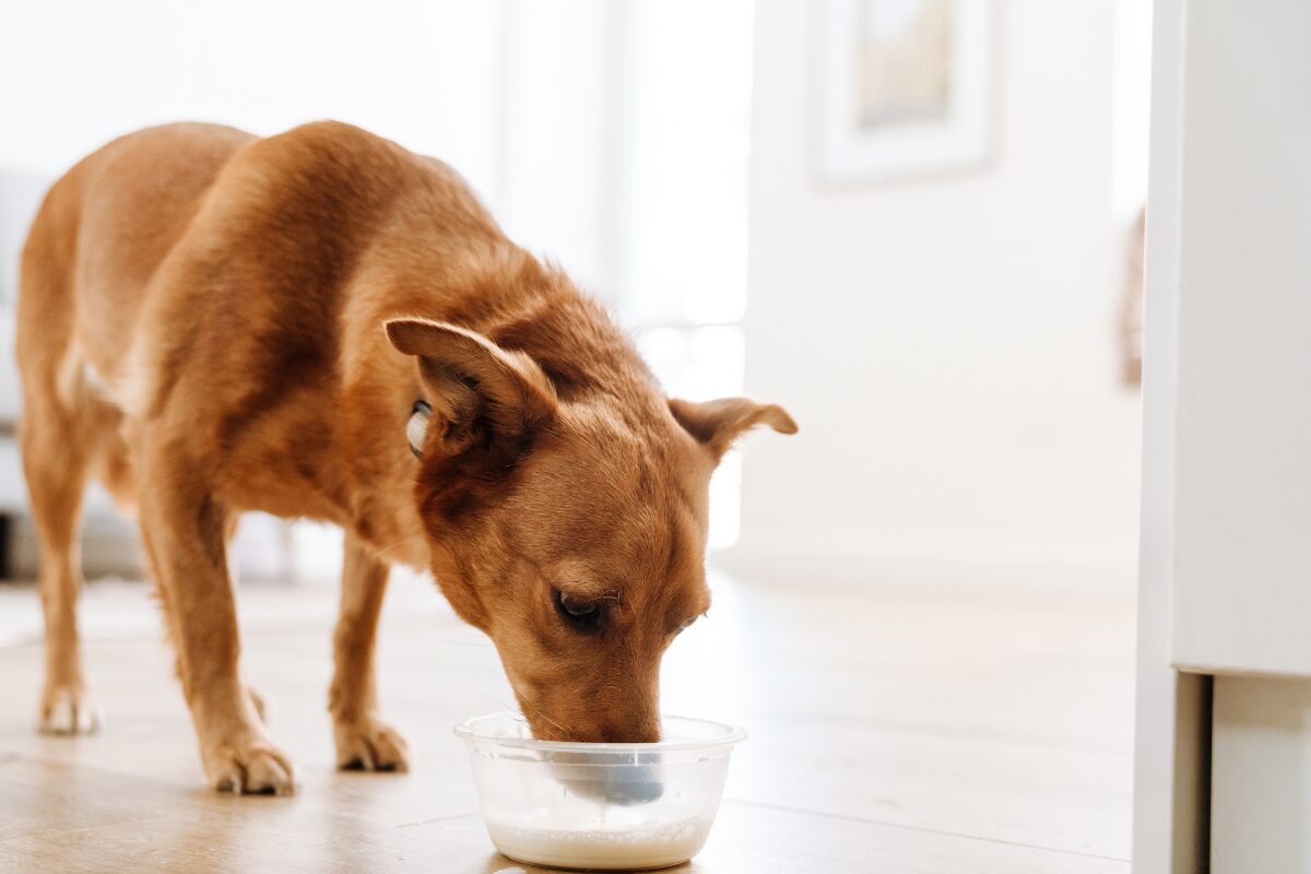 chien boit du lait