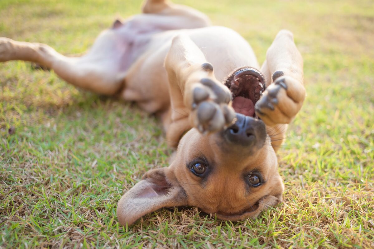 chien couché pelouse