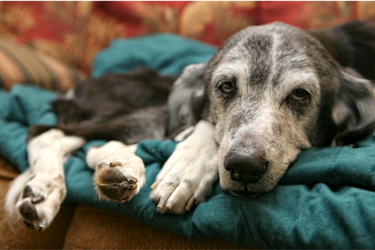 vieux chien coussin