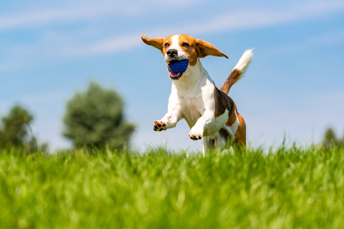 chien dans jardin