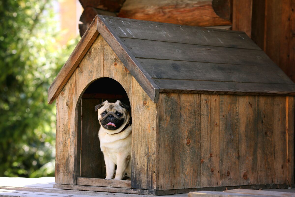 chien dans niche