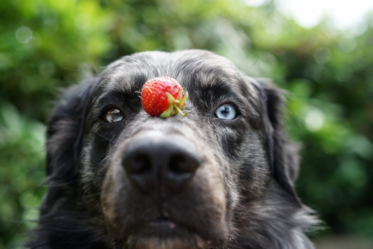 chien fraise sur truffe