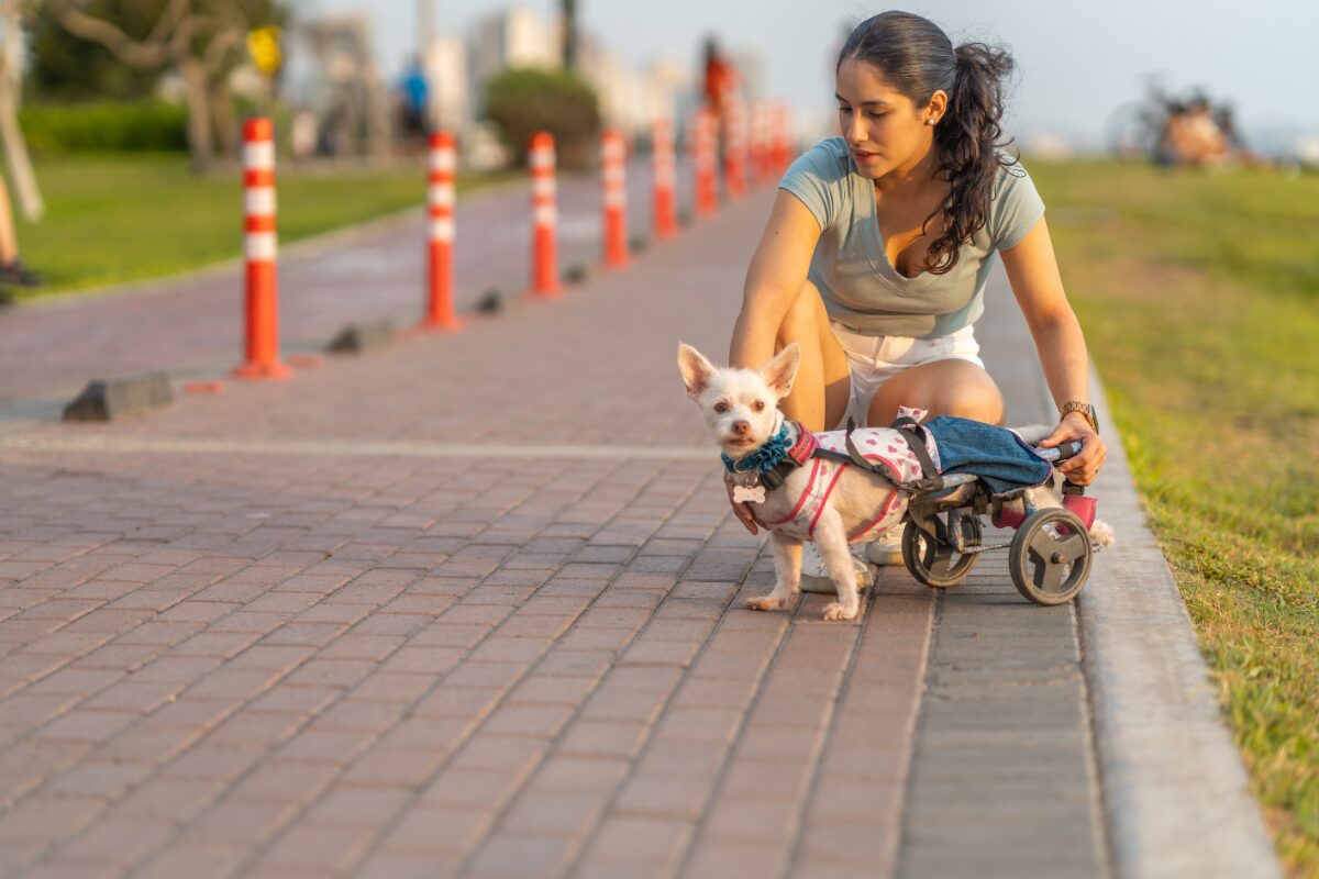 chien handicap et maitre
