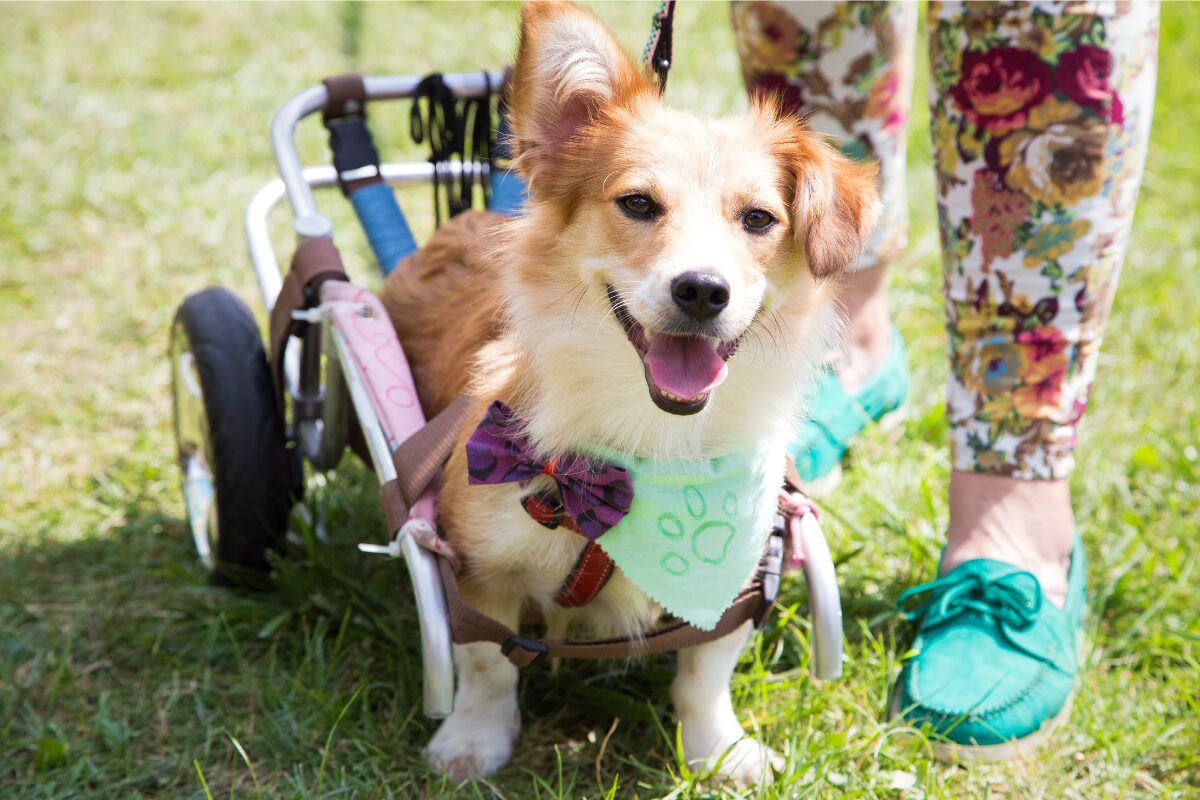 chien handicape