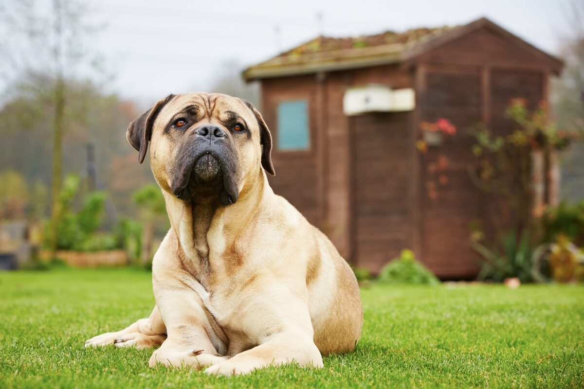 chien jardin niche