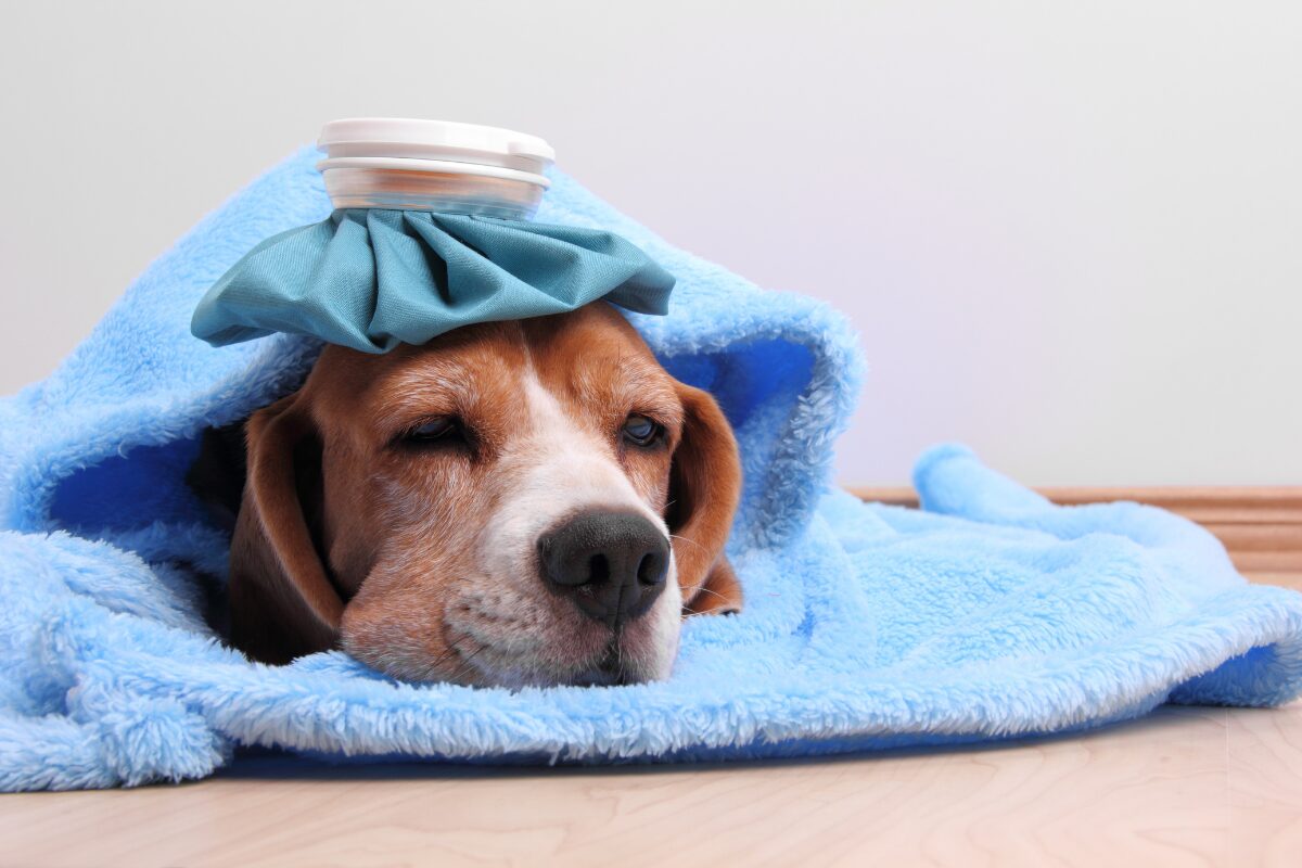 chien malade dans duvet