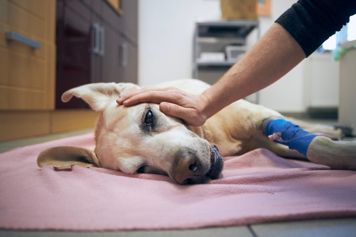chien malade