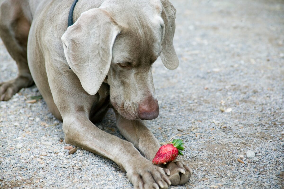 chien mange fraises