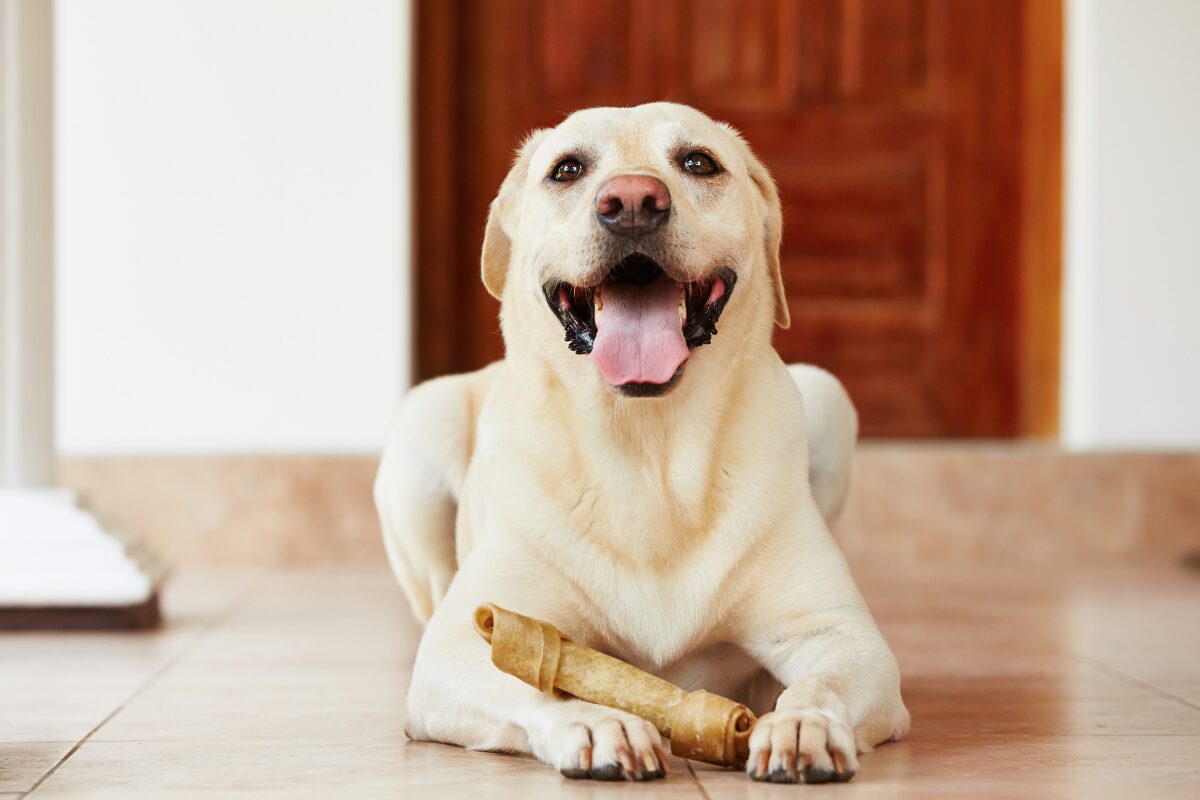 chien heureux et os