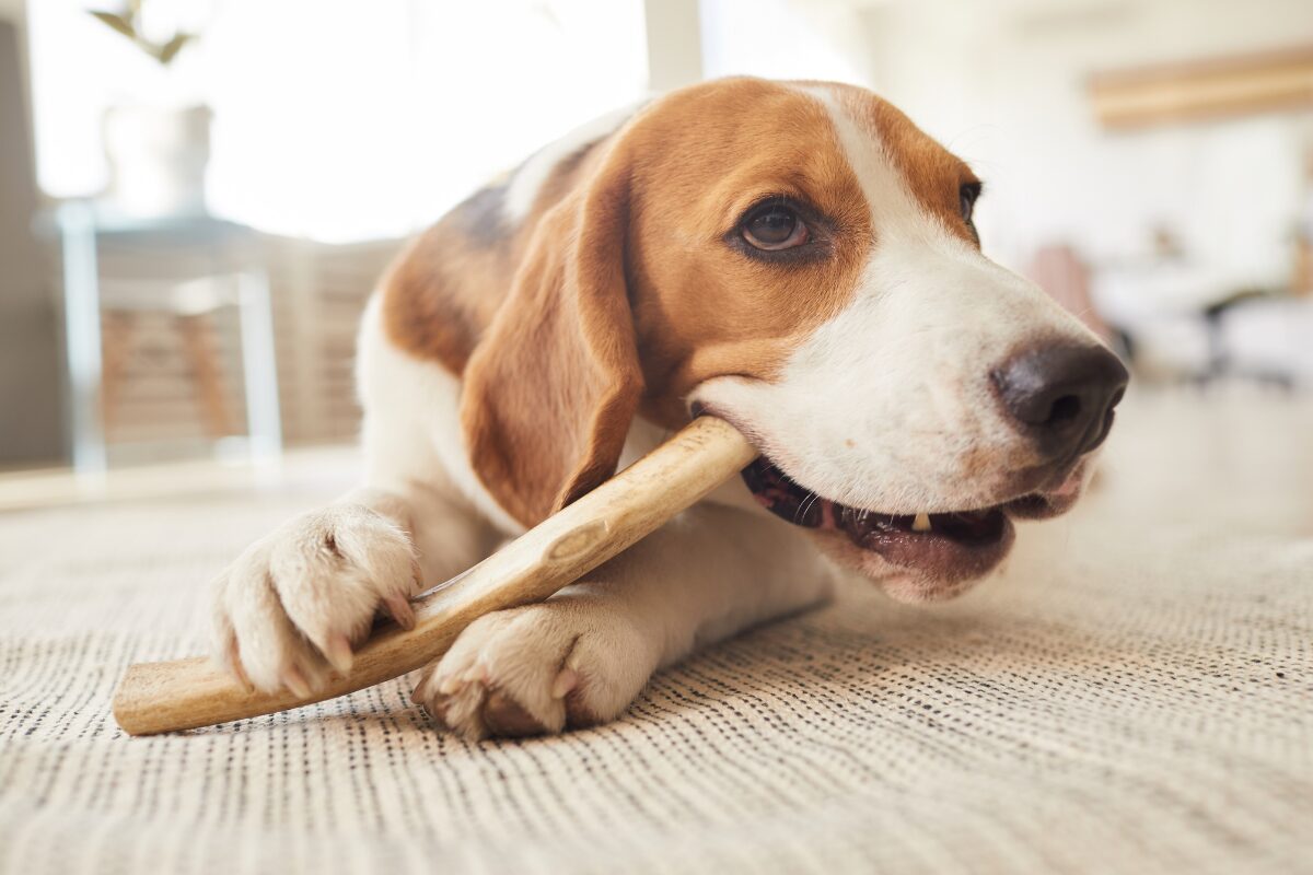 chien os mastication